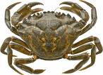 green crab.jpg