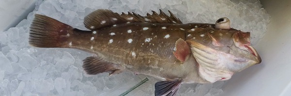 Snowy grouper.jpg